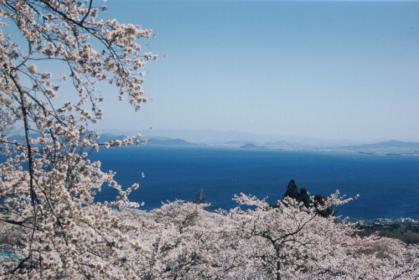 桜1.JPG
